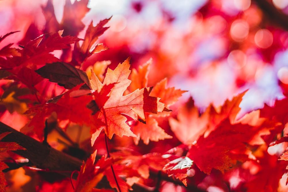 A cozy restaurant setting with autumn decor